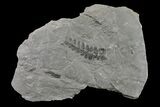 Pennsylvanian Fossil Fern (Neuropteris) Plate - Kentucky #154666-1